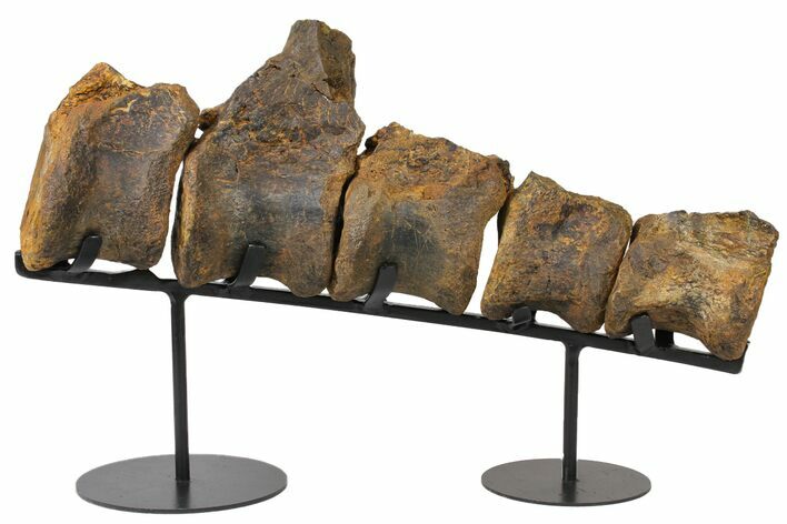 Five Articulated Stegosaurus Vertebae On Stand #131293